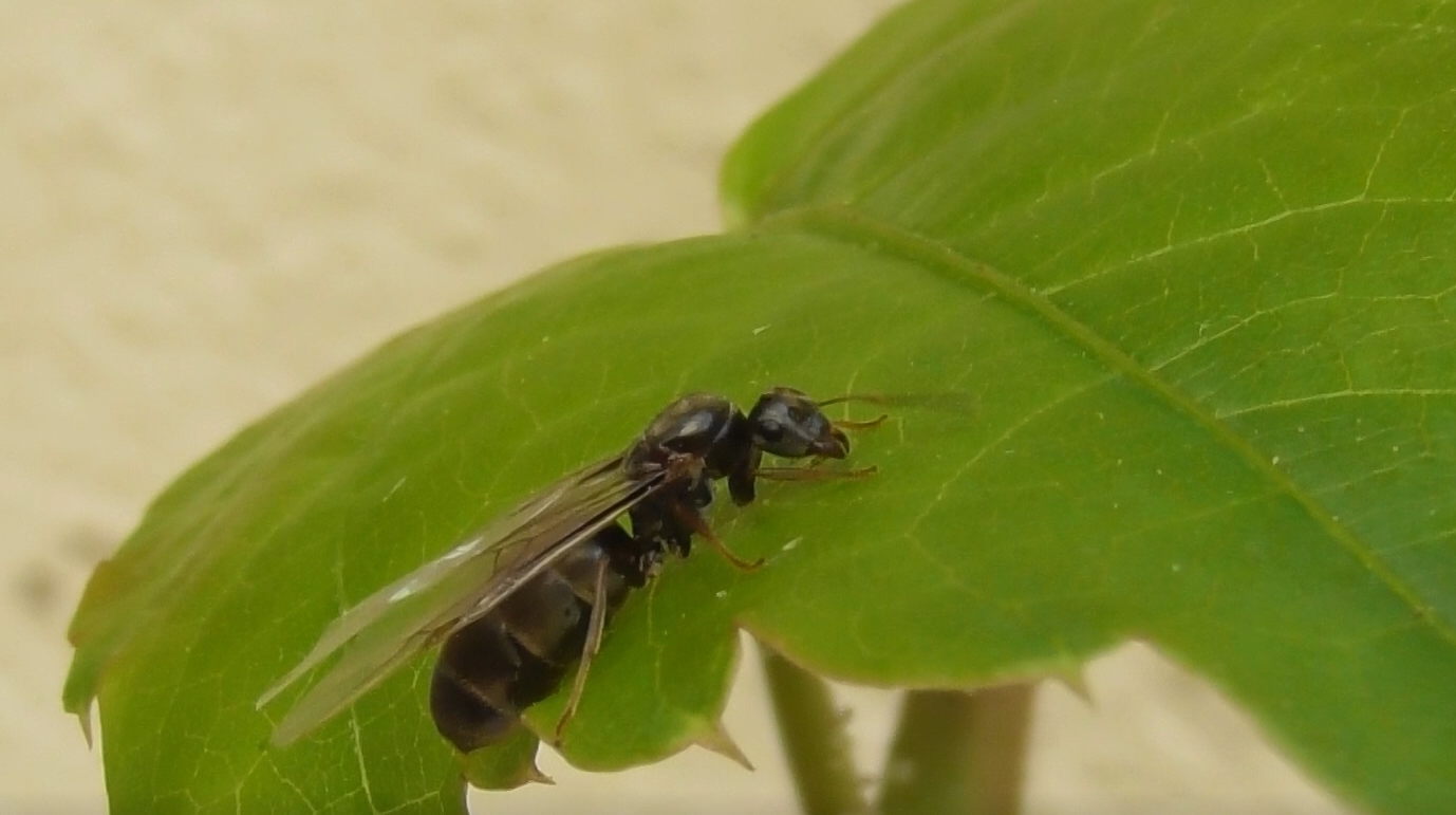 Melánie: Život královny